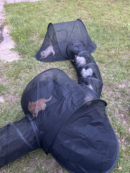 Tent tunnel set on grass with cats inside