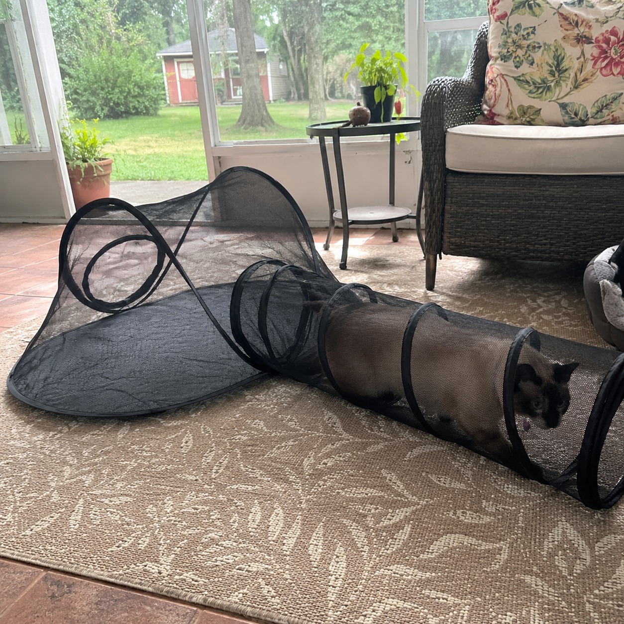 Siamese cat walking through the tunnel on a screened porch