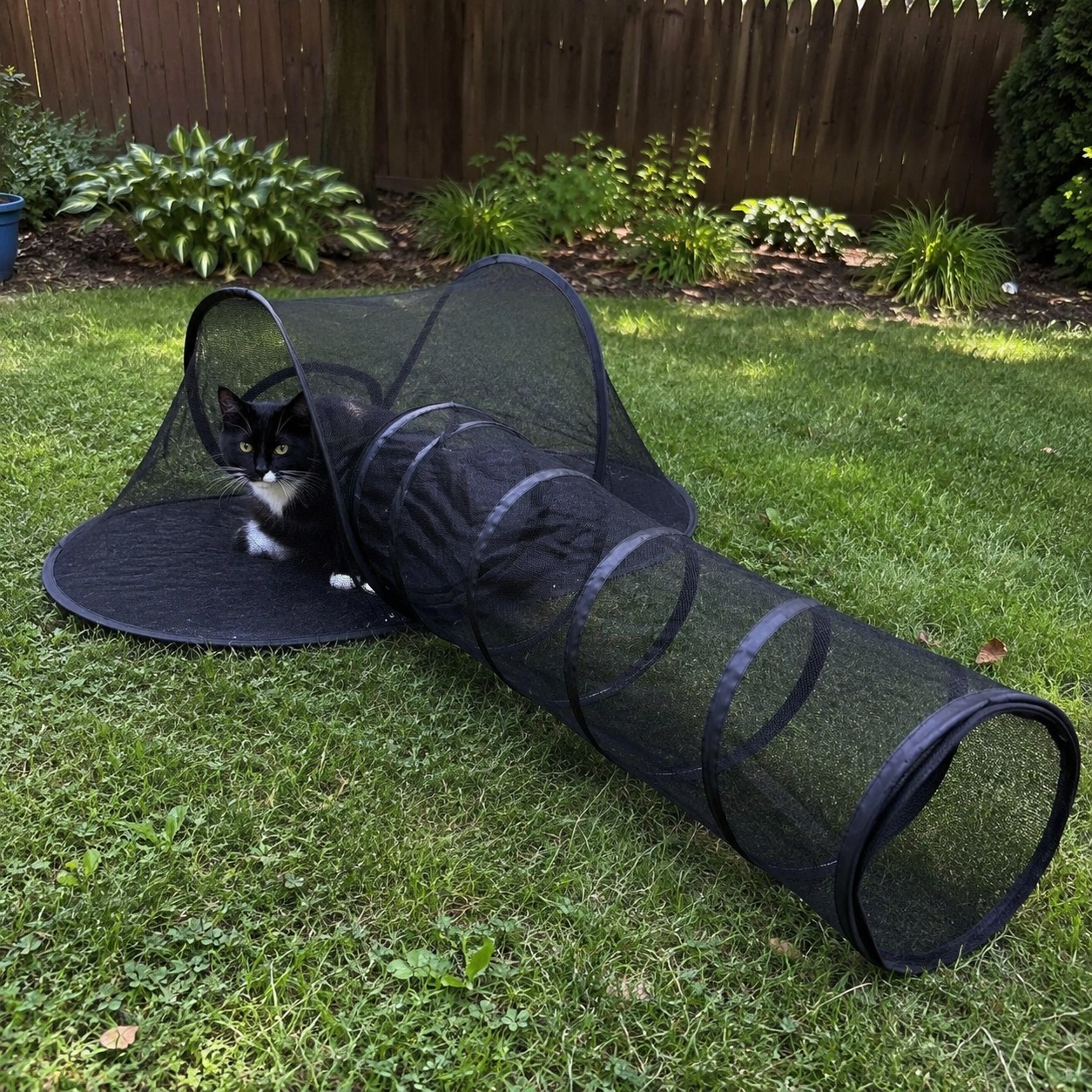Tuxedo cat sitting in the tent section by a garden fence